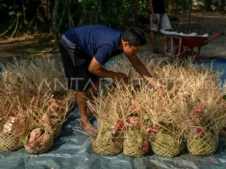 Idul Adha 2026, Kota Tangerang Kampanyekan Pembagian Daging Tanpa Plastik